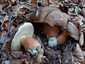Bronzos vargánya (Boletus aereus), Őrség